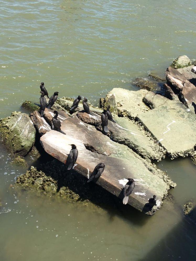 瞧這海邊礁石上：悠閑棲息的海鳥們！