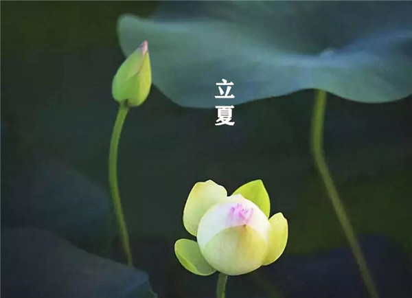 立夏已至，萬(wàn)物向陽(yáng)；